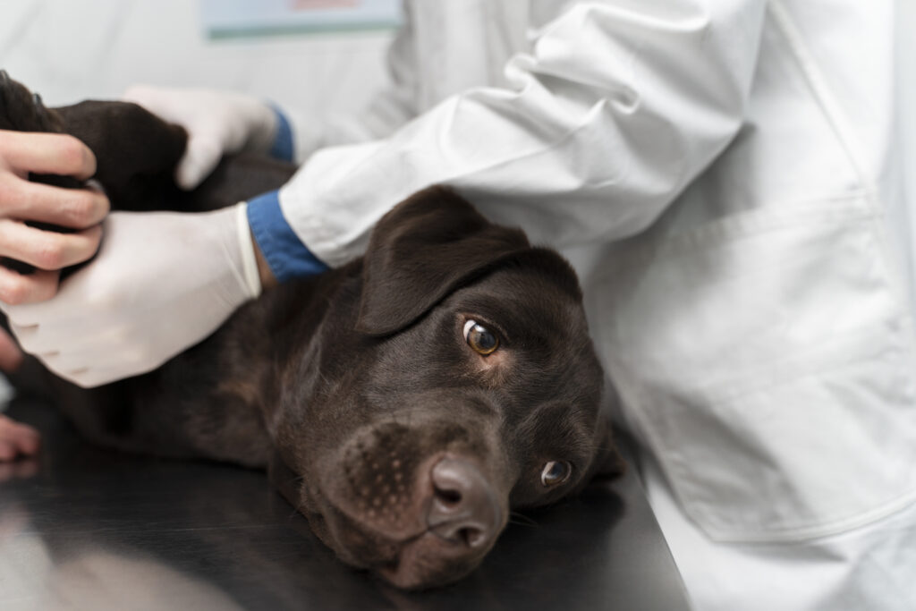poisoned animal