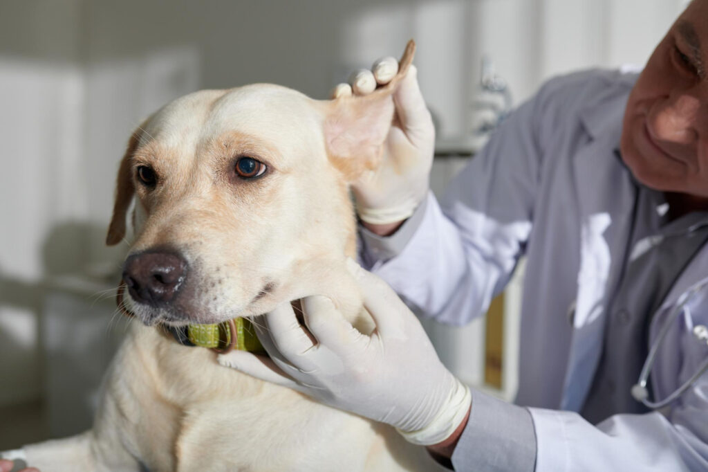 otitis in pets