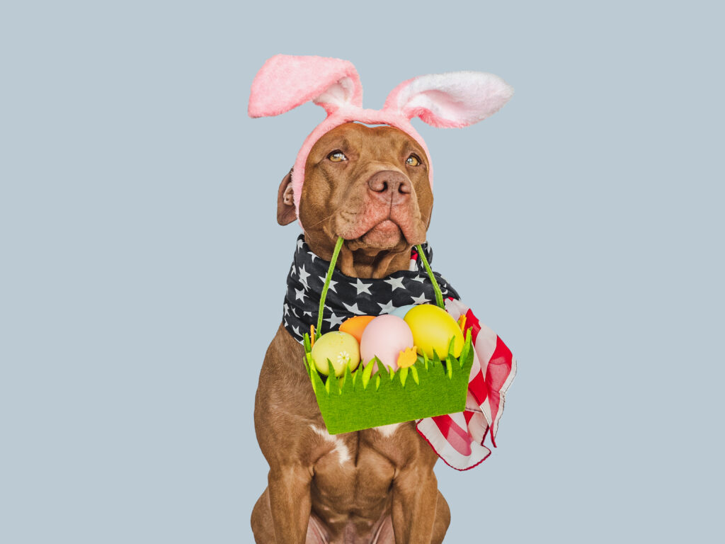 Celebrate Easter with your pet fun games for the holiday