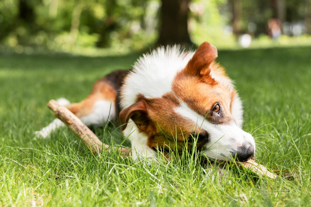 eating grass