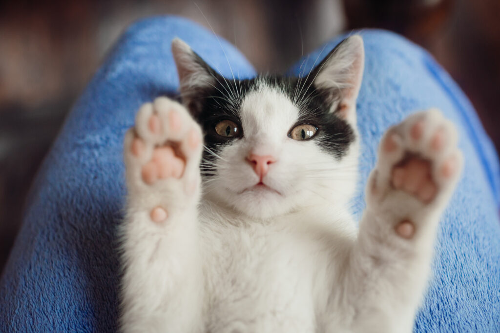 Breathing Problems in Cats: Why You Should Be Concerned