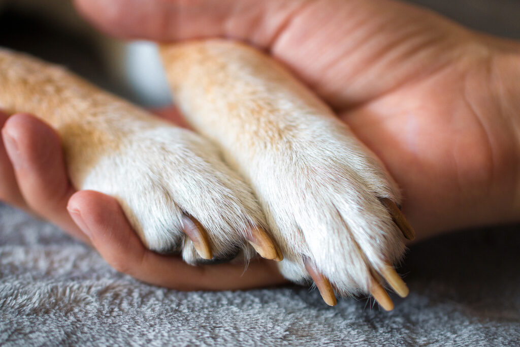Veterinarian checking a pet’s paw for injuries or infection — part of professional paw care for dogs and cats