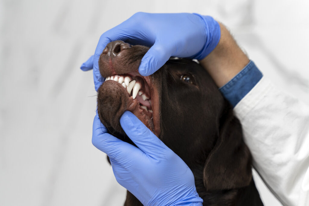 Dog dental cleaning – pet dental hygiene tips
